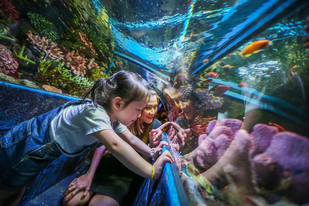 Learning And Having Fun With Sea Creature In Ocean World