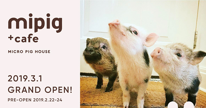 First Piglet Cafe In The World Can Be Found In Japan !