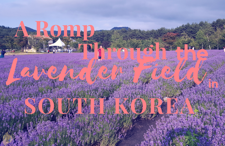 Hani Lavender Farm In Gangwondo Province, Korea